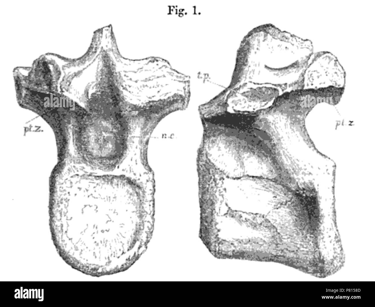 360 Syngonosaurus Stockfoto