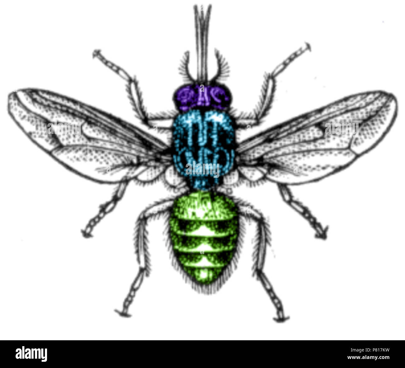 379 Tsetse Fliege Stockfoto