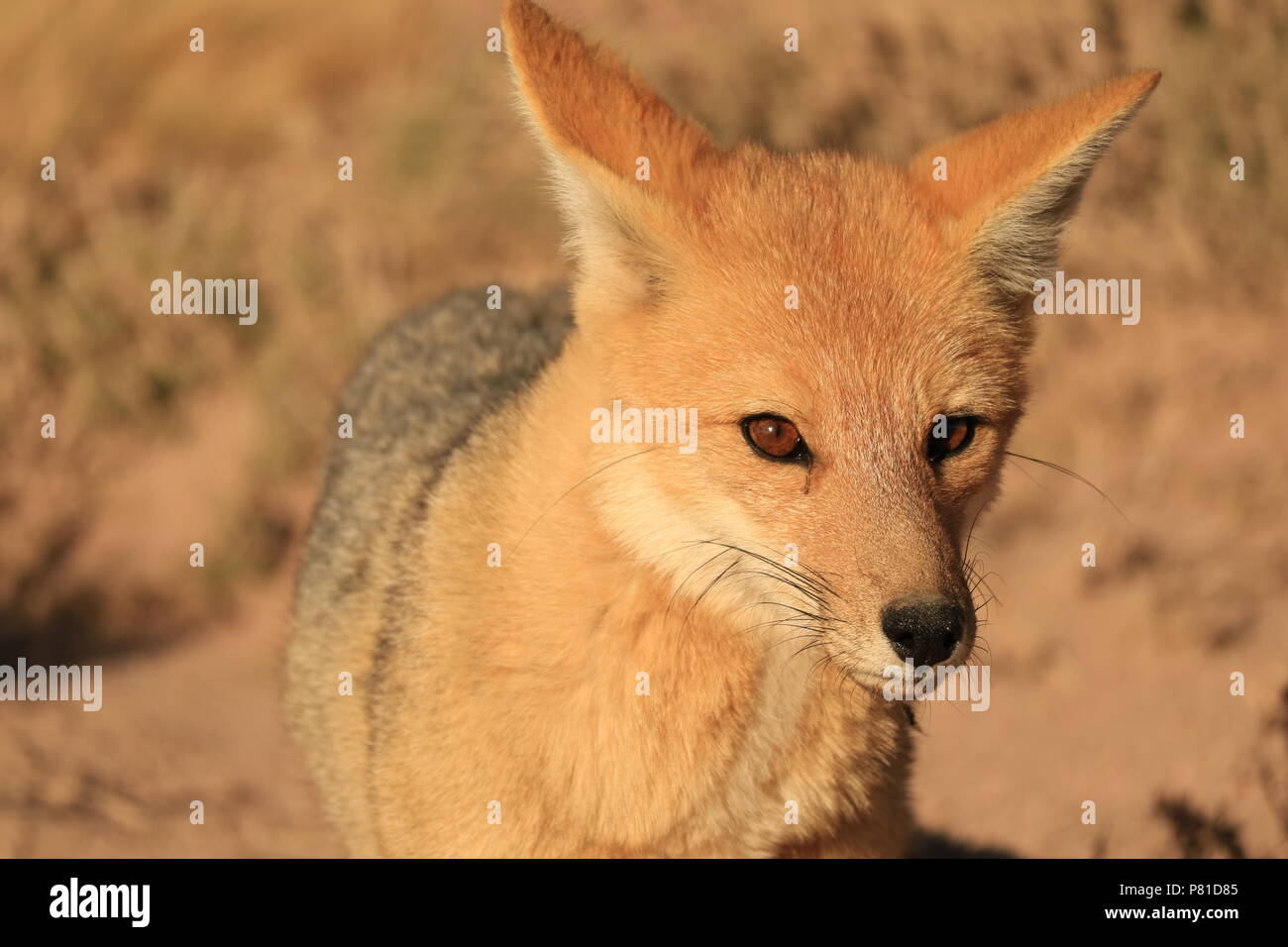 In der Nähe von einem schönen Andean Fox in der Atacama Wüste, Hochland von Chile, Südamerika Stockfoto