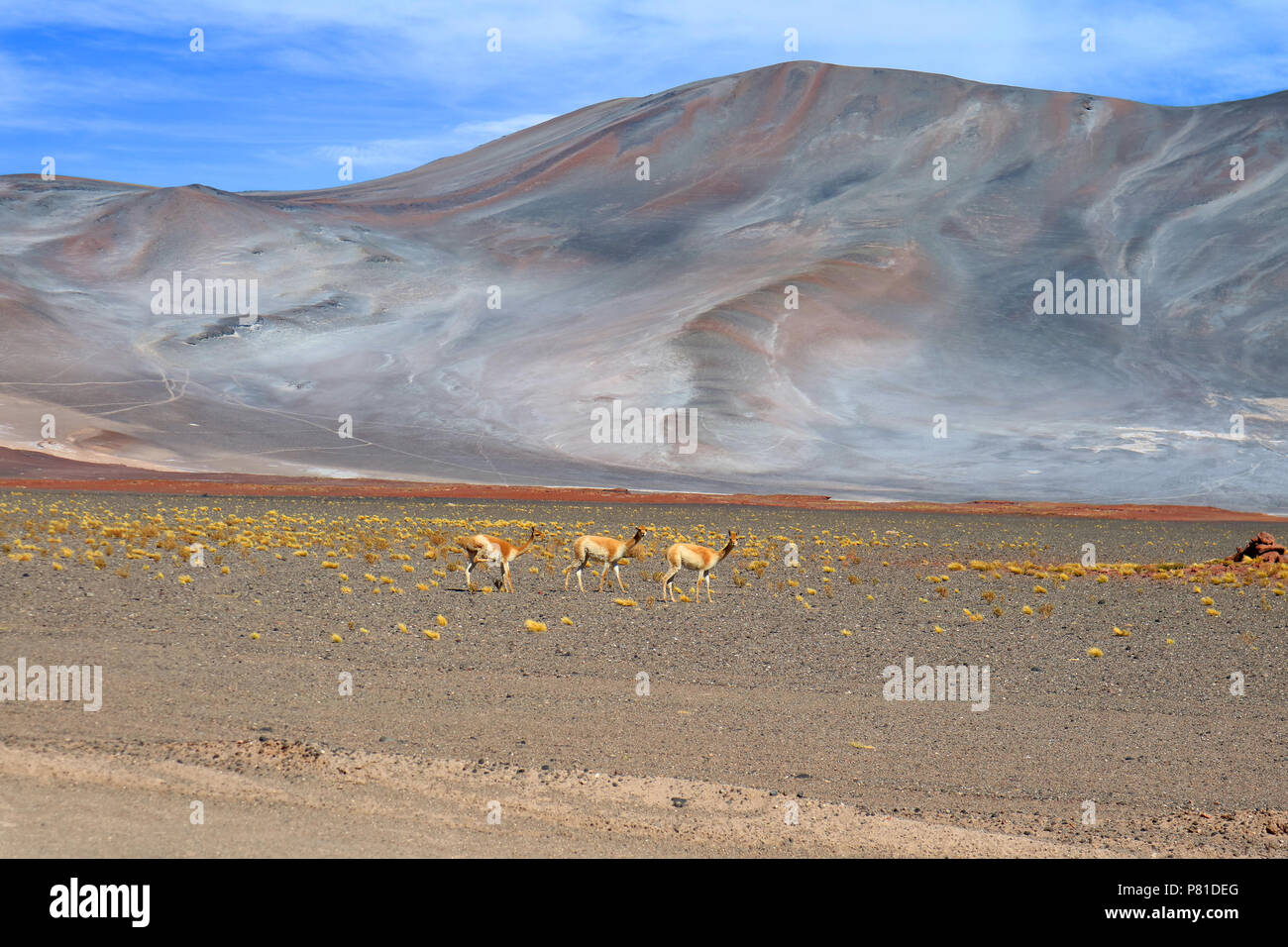 Drei wilde Vikunjas am Fuße des chilenischen Anden, Chile, Südamerika Stockfoto