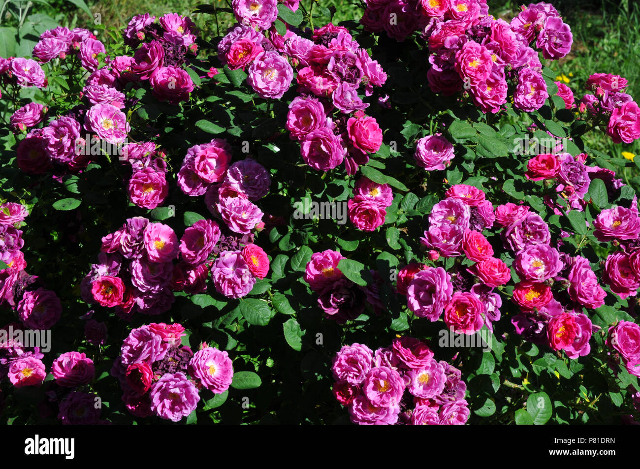 Rosa 'Zigeuner Junge 'Bourbon rose Stockfoto