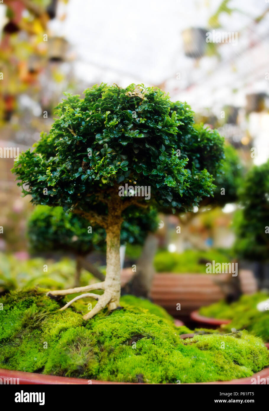 Bonsai Bume in Tpfen mit Moos in der Natur Stockfotografie - Alamy