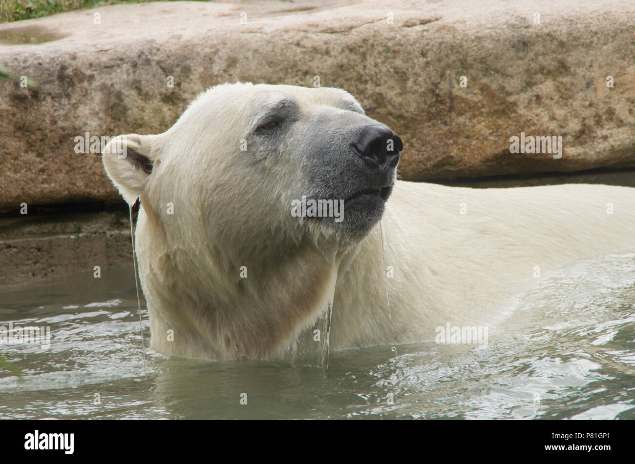 Ein Eisbär geht für einen Morgen dip nach Essen suchen Stockfoto