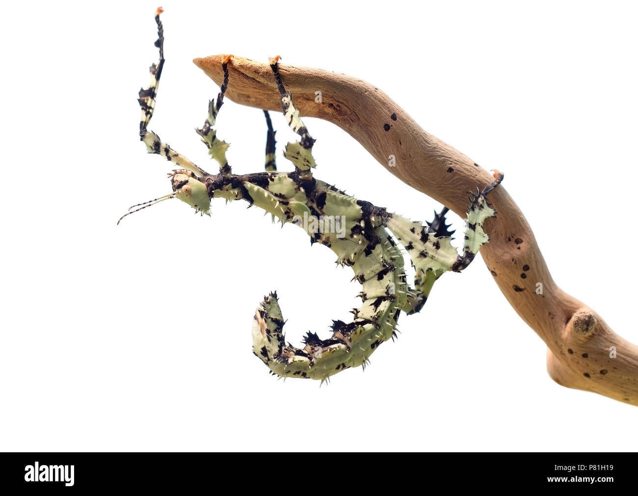 Stacheligen Stick Insect, Extatosoma tiaratum, aus Australien. Ein beliebtes Haustier. Hier flechten Farbvariante. Weibliche auf Weiß. Stockfoto