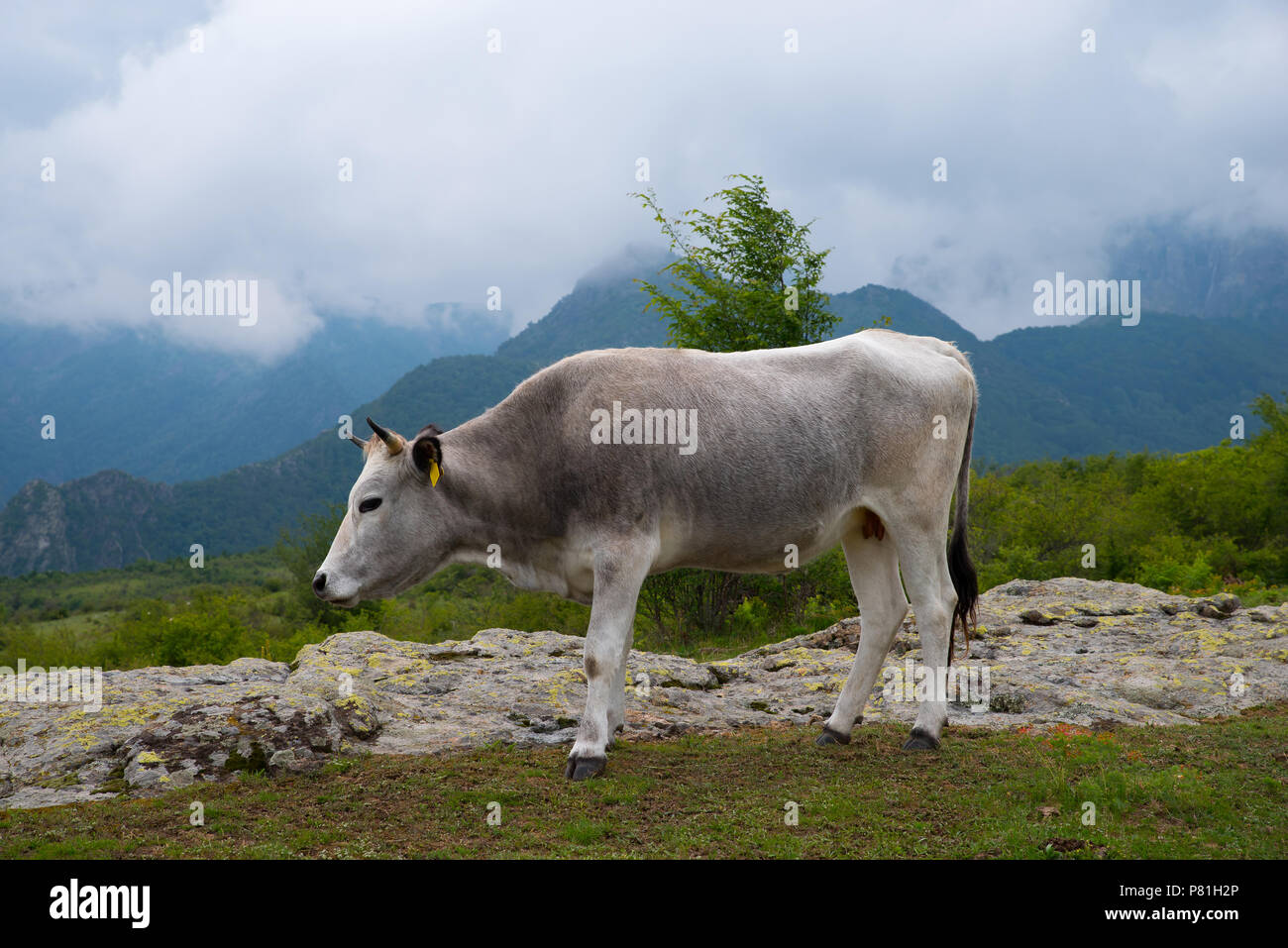 Primitive Rinderrasse. Bulgarische grauen Vieh. Stockfoto