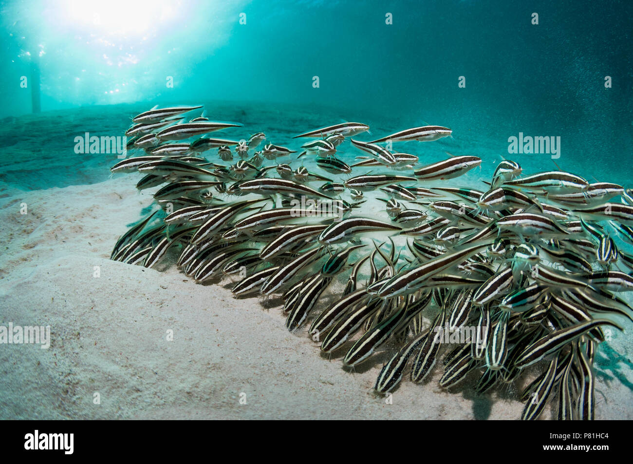Gesäumt von Wels (Plutosus lineatus) Fütterung auf sandigen Meeresgrund. Mabul, Malaysia. Stockfoto