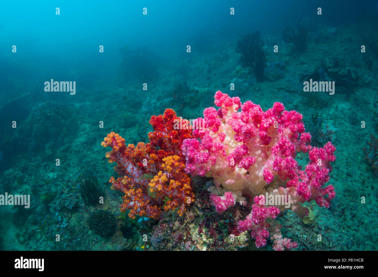 Coral Reef Landschaft mit Weichkorallen [Dendronephthya sp.]. West Papua, Indonesien. Stockfoto