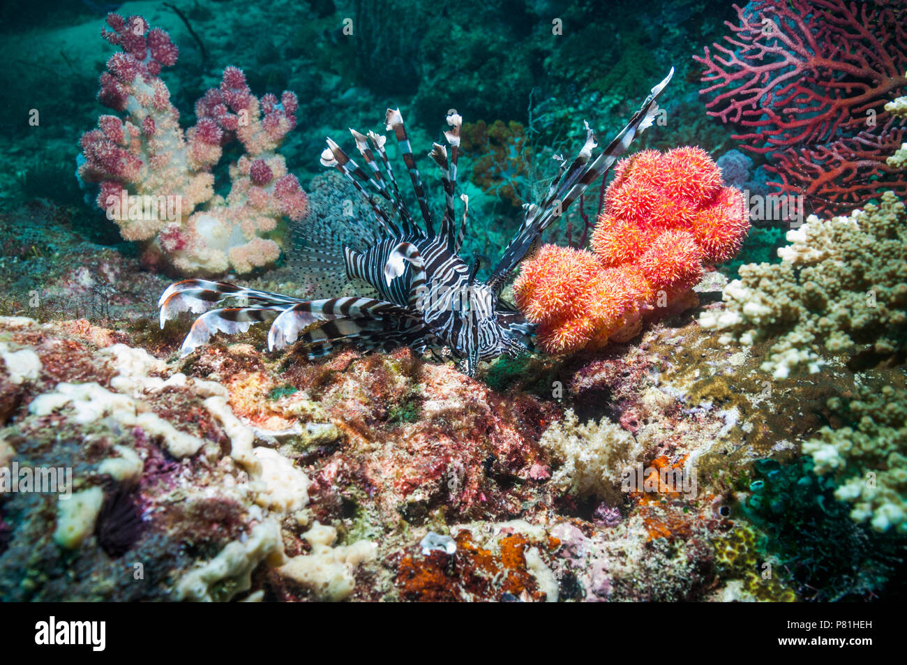 Rotfeuerfisch Pterois volitans [Rot]. West Papua, Indonesien. Stockfoto