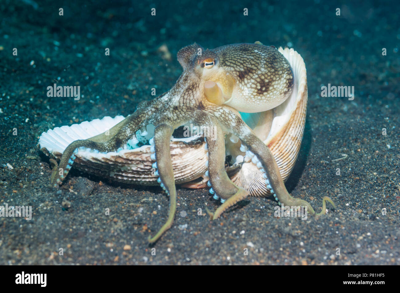 Veined Octopus (Amphioctopus Marginatus).  Diese Krake kann in Sand oder Schlamm begraben, aber häufig versteckt in Schalen oder Stücke von weggeworfene Kokosnussschalen. Stockfoto