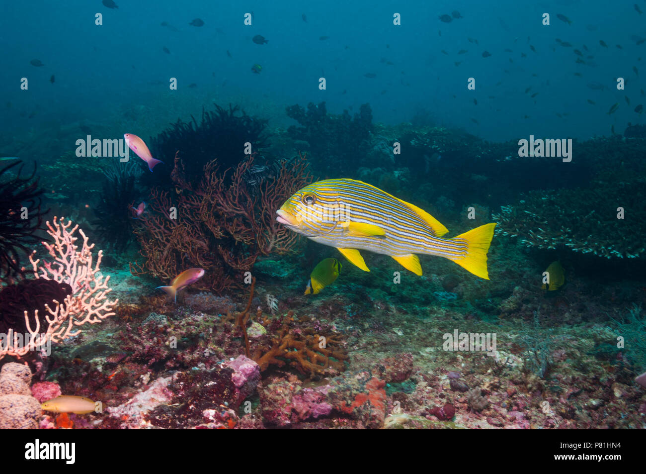 Plectorhinchus polytaenia Ribbon Süßlippen []. West Papua, Indonesien. Stockfoto