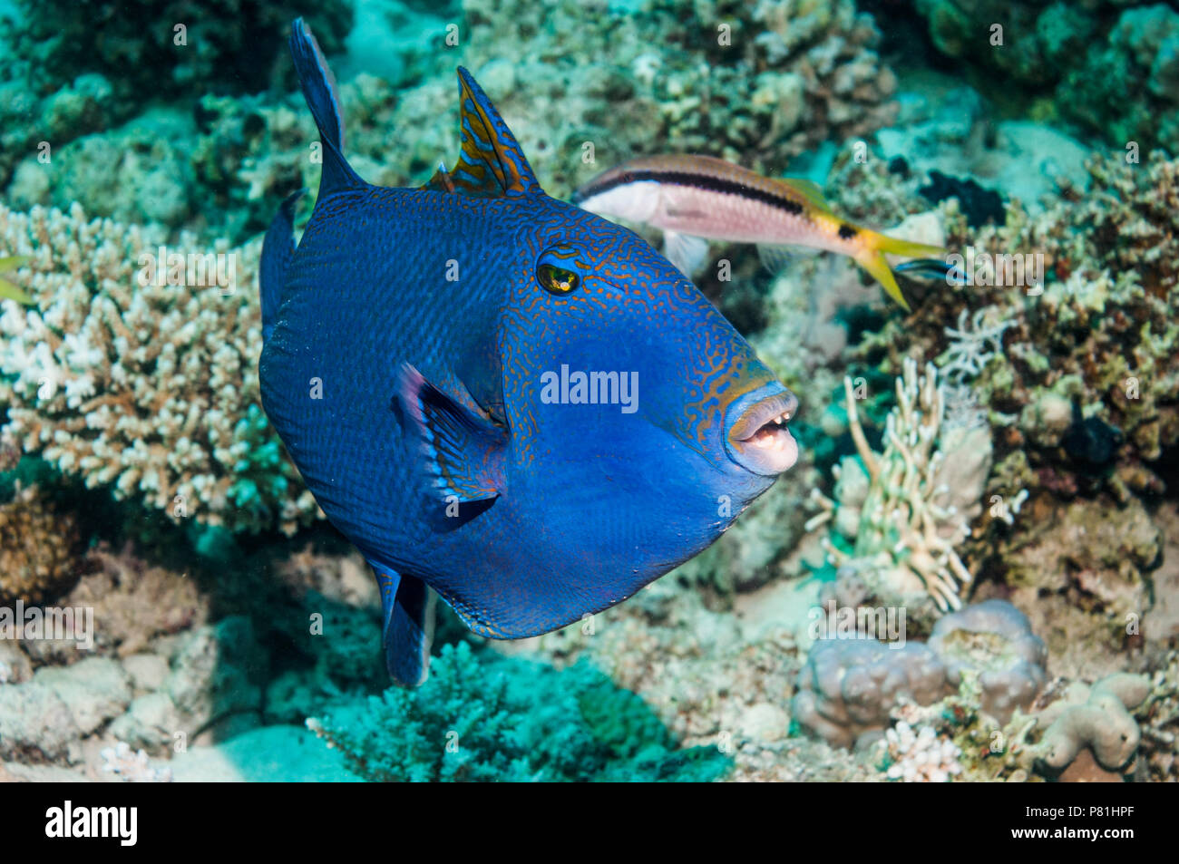 Blauer Drückerfisch [Pseudobalistes Fuscus].  Ägypten, Rotes Meer.  Indo-Pazifik. Stockfoto