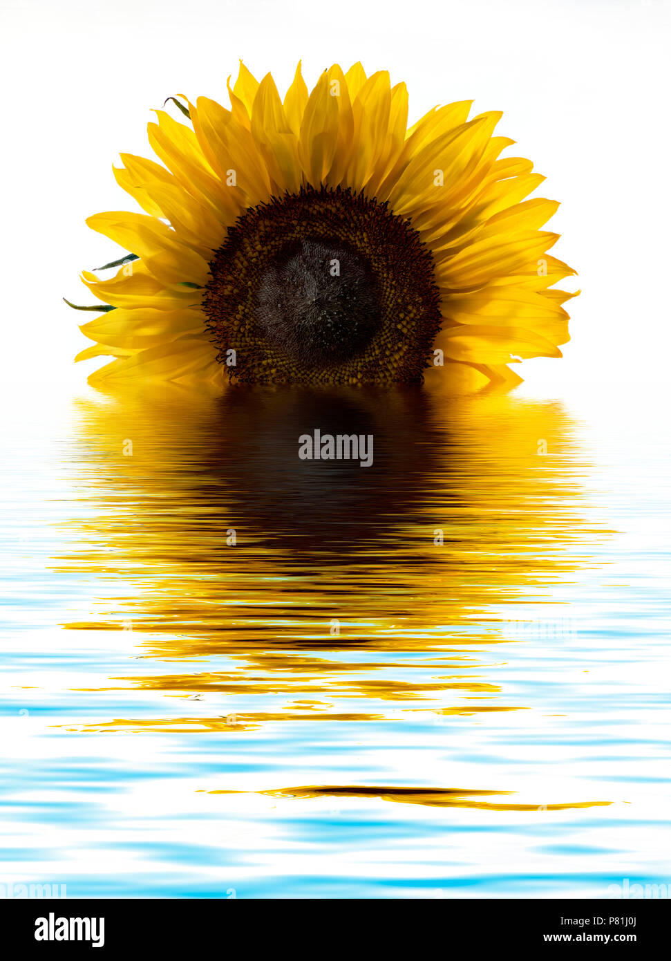 Digital Foto einer Sonnenblume in einem Pool von Wasser, so dass es aussieht wie eine aufgehende Sonne reflektieren manipuliert Stockfoto