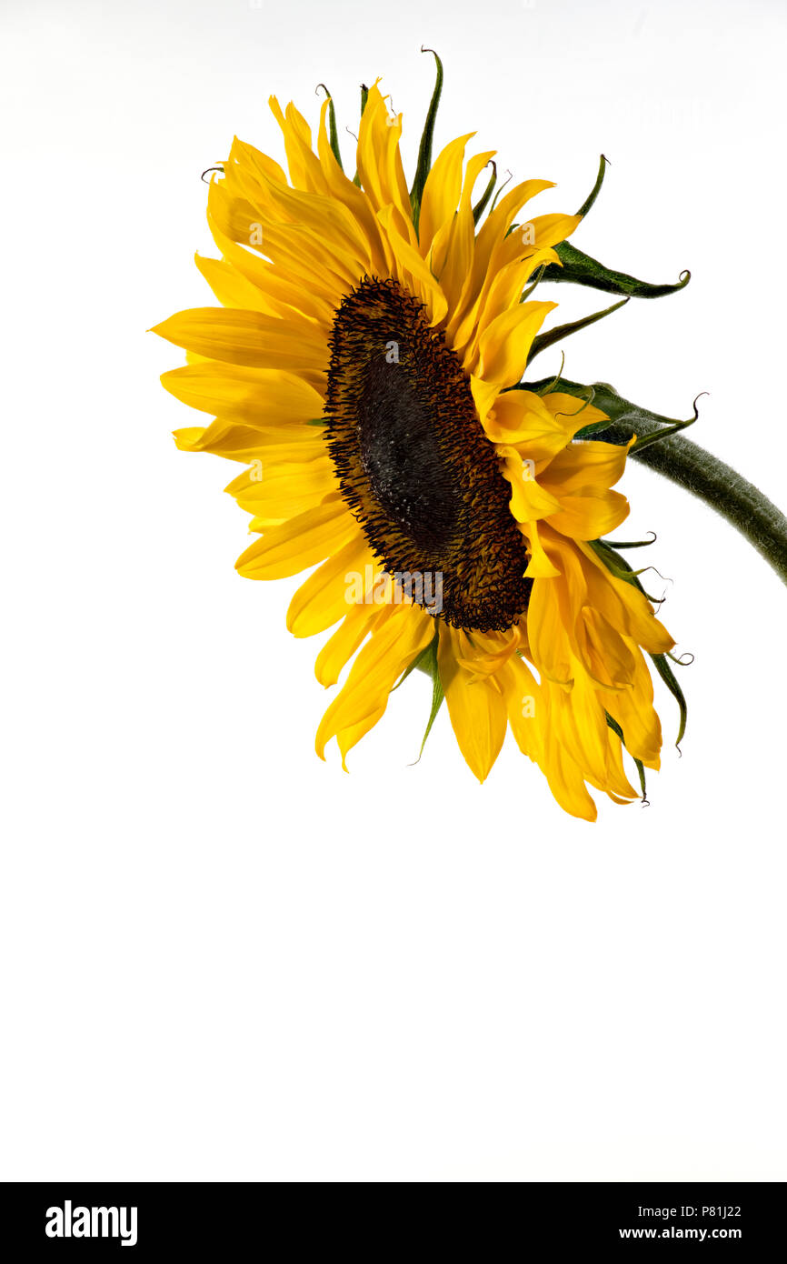 Nahaufnahme von einer einzigen riesigen gelben Sonnenblumen Stockfoto