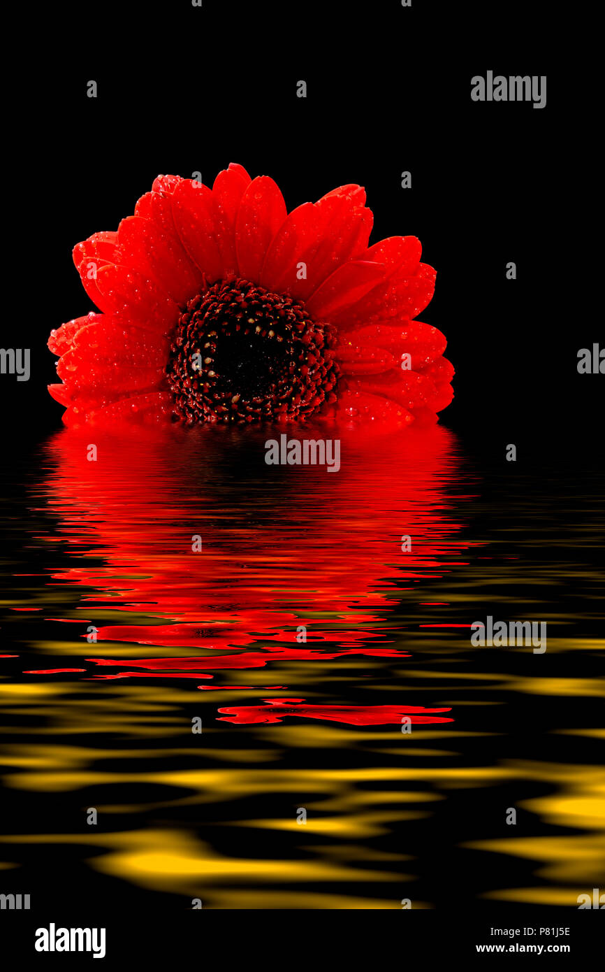 Digital Foto von einem roten Gerbera in einem Pool von Wasser reflektierenden manipuliert Stockfoto
