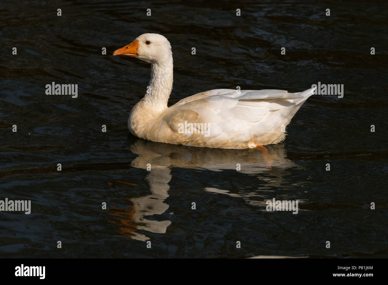 Die Emden Gans ist eine Rasse des inländischen Gans Stockfoto