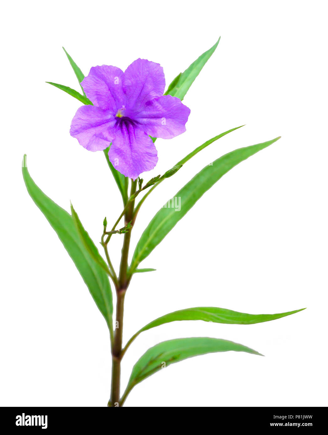 Eine violette Blume auf weißem Hintergrund Stockfoto