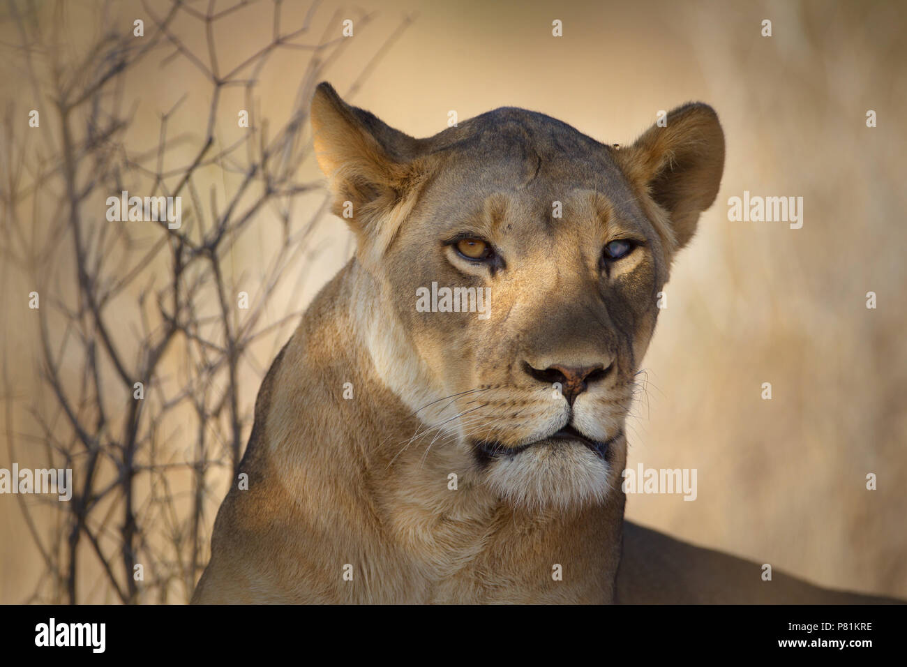 Silver Eye Löwin Portrait Nahaufnahme mit eine einschüchternde heftige suchen Lion Stockfoto