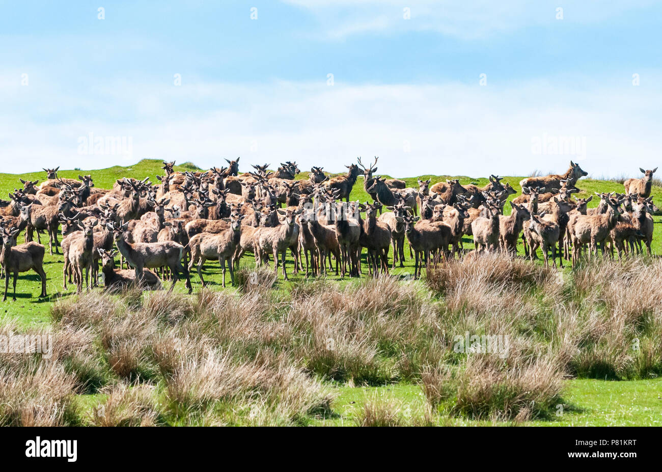 Eine Herde von Rotwild Hirsche, Cervus elaphus scoticus, in Glen Loth, Sutherland, Schottland. 27. Mai 2018 Stockfoto