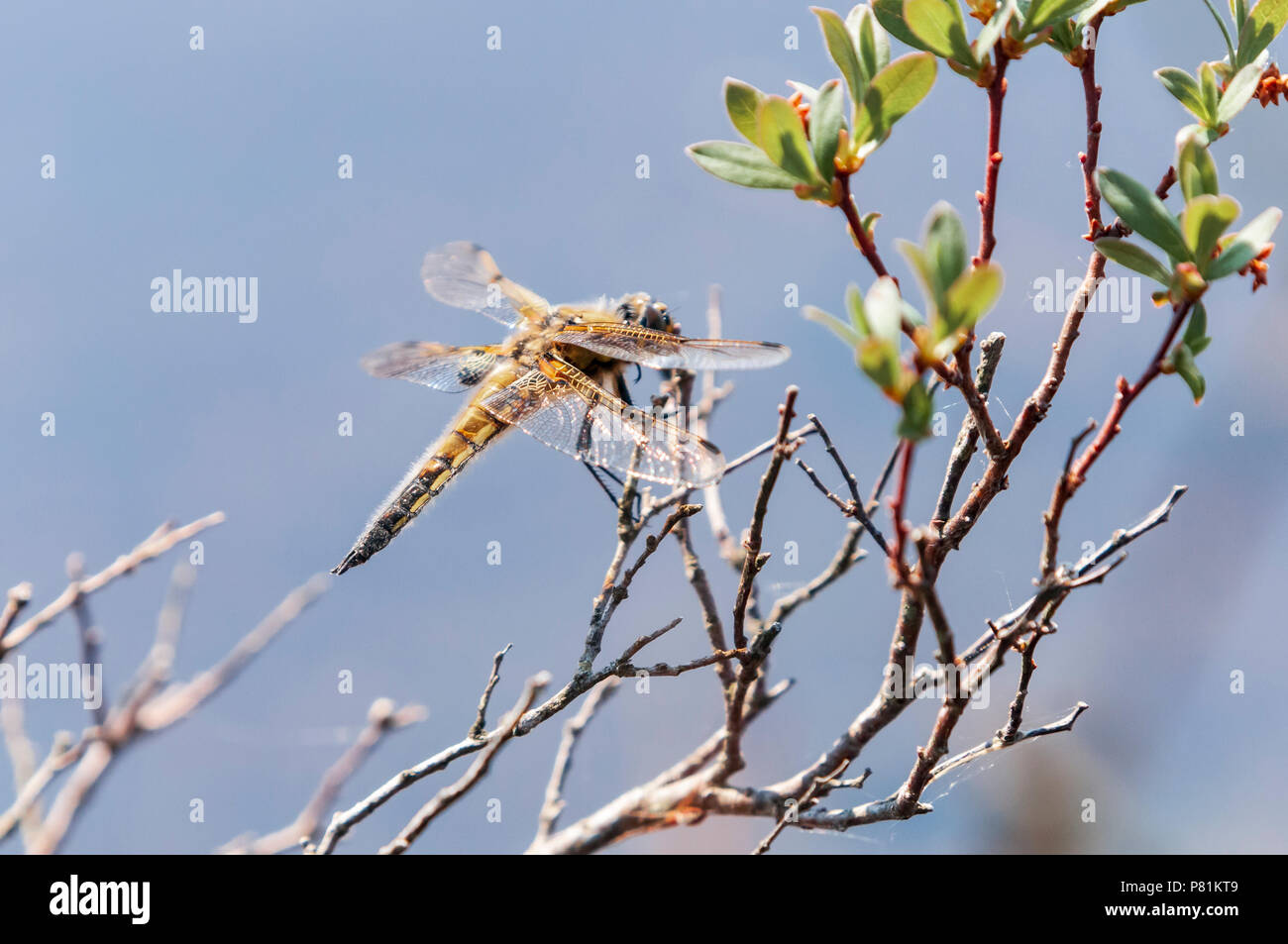 Ein Bild von einem Four-Spotted Chaser Libellula quadrimaculata Dragonfly, in Ruhe, forsinard Naturschutzgebiet, Sutherland, Schottland. 28. Mai 2018. Stockfoto