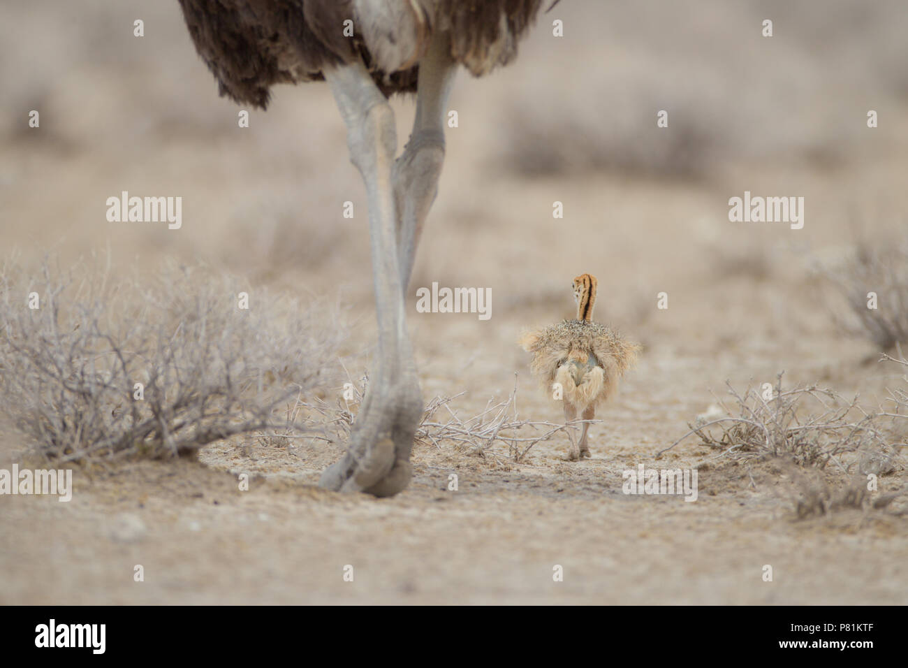 Mutter Strauß mit ihren Küken in afrikanischen Ebene von Kalahari mit einem riesigen Größe unterscheidet sich das Bild interessant Stockfoto