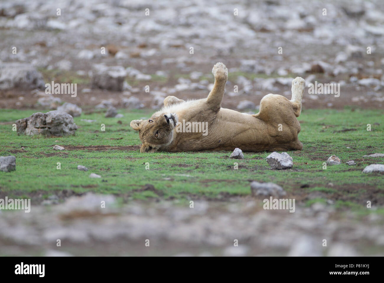 Verspielte Löwin sieht fast aus wie eine Hauskatze, aber sie ist bei Weitem nicht sicher. Eine gefährliche Jägerin, eine verspielte Katze gleichzeitig Stockfoto
