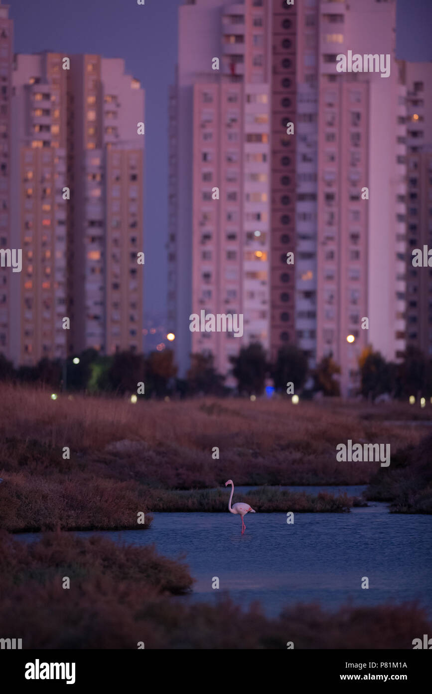 Ein Flamingo in der Mitte der Hochhäuser, die Bevölkerung wächst, wilde Tiere haben wenig Raum zum Leben Stockfoto