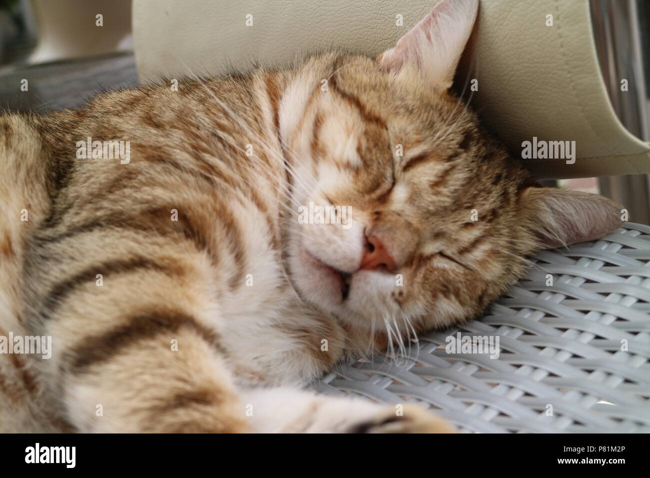 Cute Napping Kitty Cat Stockfoto