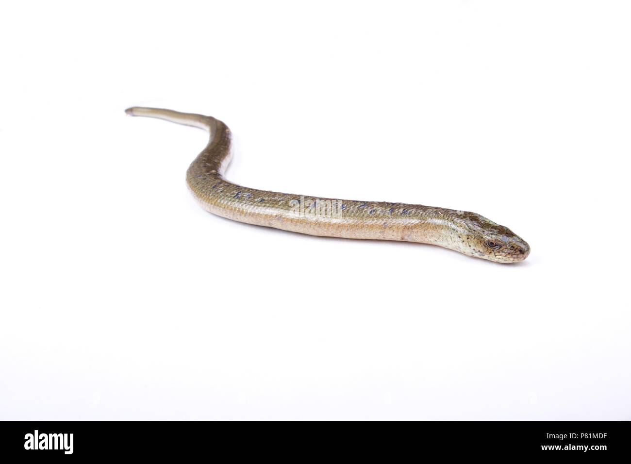 Ost langsam Worm (Anguis fragilis Colchicus) Stockfoto