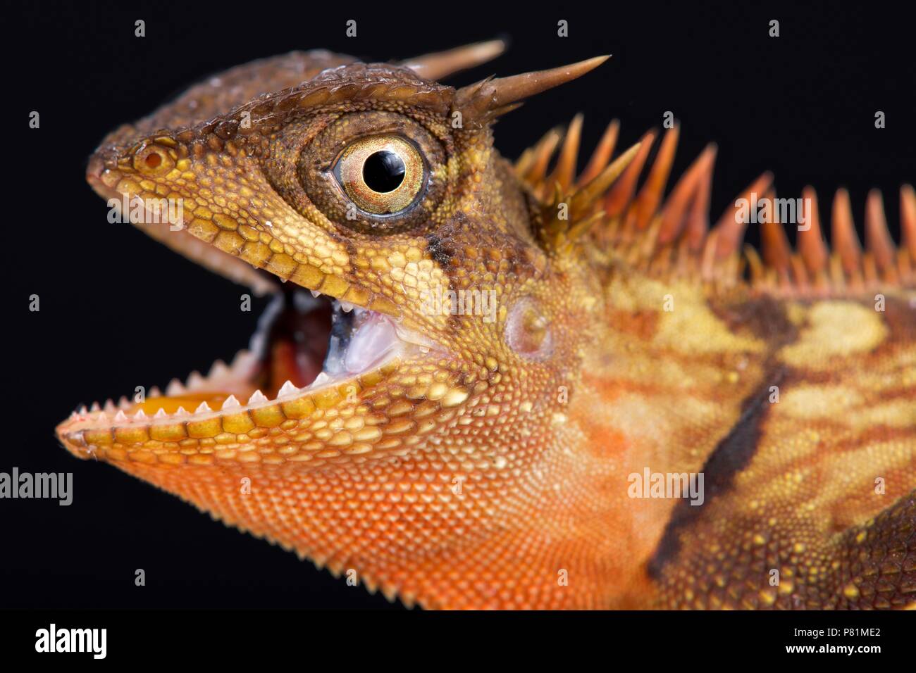 Die Halbinsel gehörnten Baum Lizard (Acanthosaura armata) ist ein Baum Drache Gattungsbezeichnungen in ganz Südostasien. Stockfoto