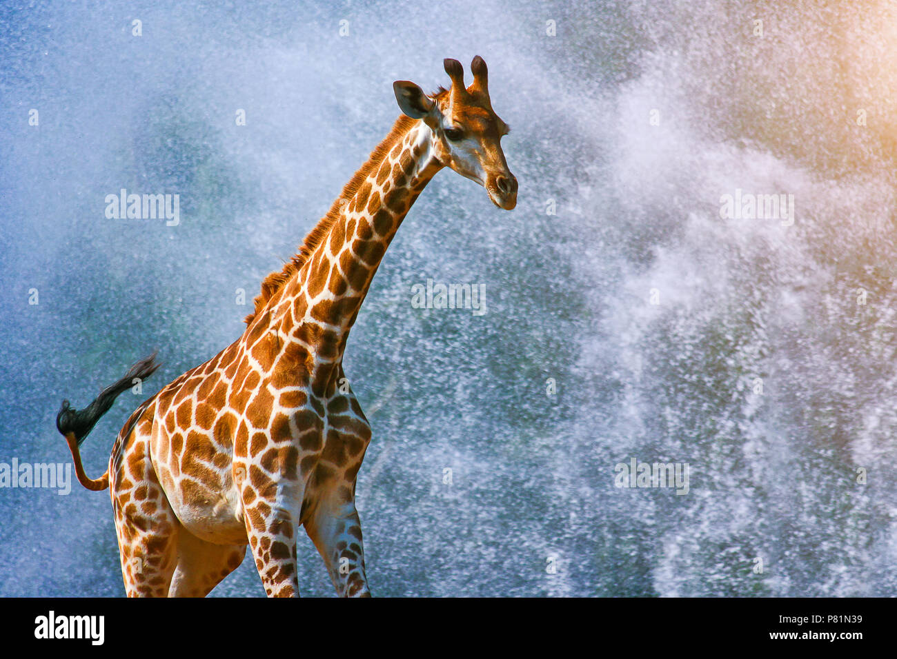 Eine Giraffe auf Spritzwasser Hintergrund Stockfoto