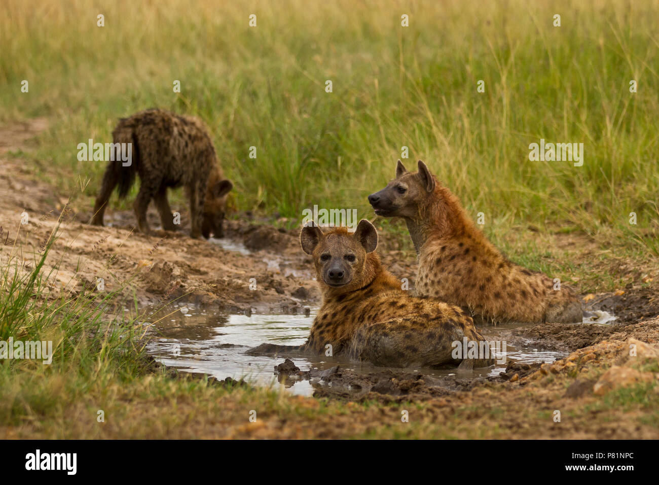 Pack von Hyänen im Schlamm rollen, die in einem Teich Kenia Masai Mara zu kühlen Stockfoto