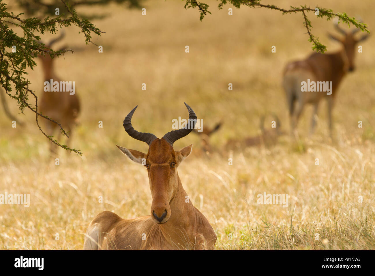 Wilde afrikanische Kuhantilopen in Savanne Kenia Masai Mara Stockfoto