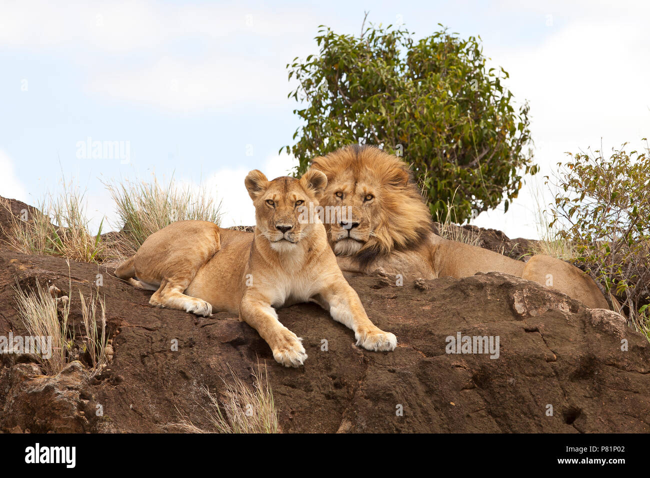Männliche und weibliche Löwen suchen einschüchternd und beängstigend ruht auf einem Felsen in der Wüste Masai Mara Kenia Stockfoto