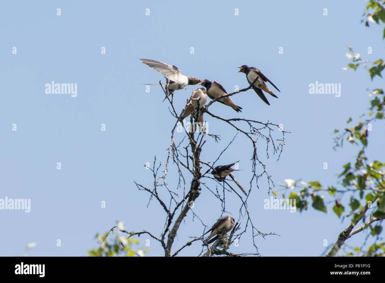 Nach Rauchschwalbe (Hirundo rustica) Ernährung jungen Schwalben an der Spitze eines Baumes in Surrey, Großbritannien mit Platz kopieren Stockfoto