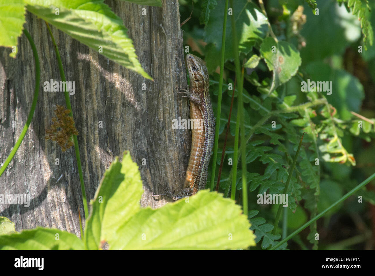 Gemeinsame Lizard (vivipar Eidechse, Zootoca Vivipara) Aalen auf einem Zaun post, Großbritannien Stockfoto