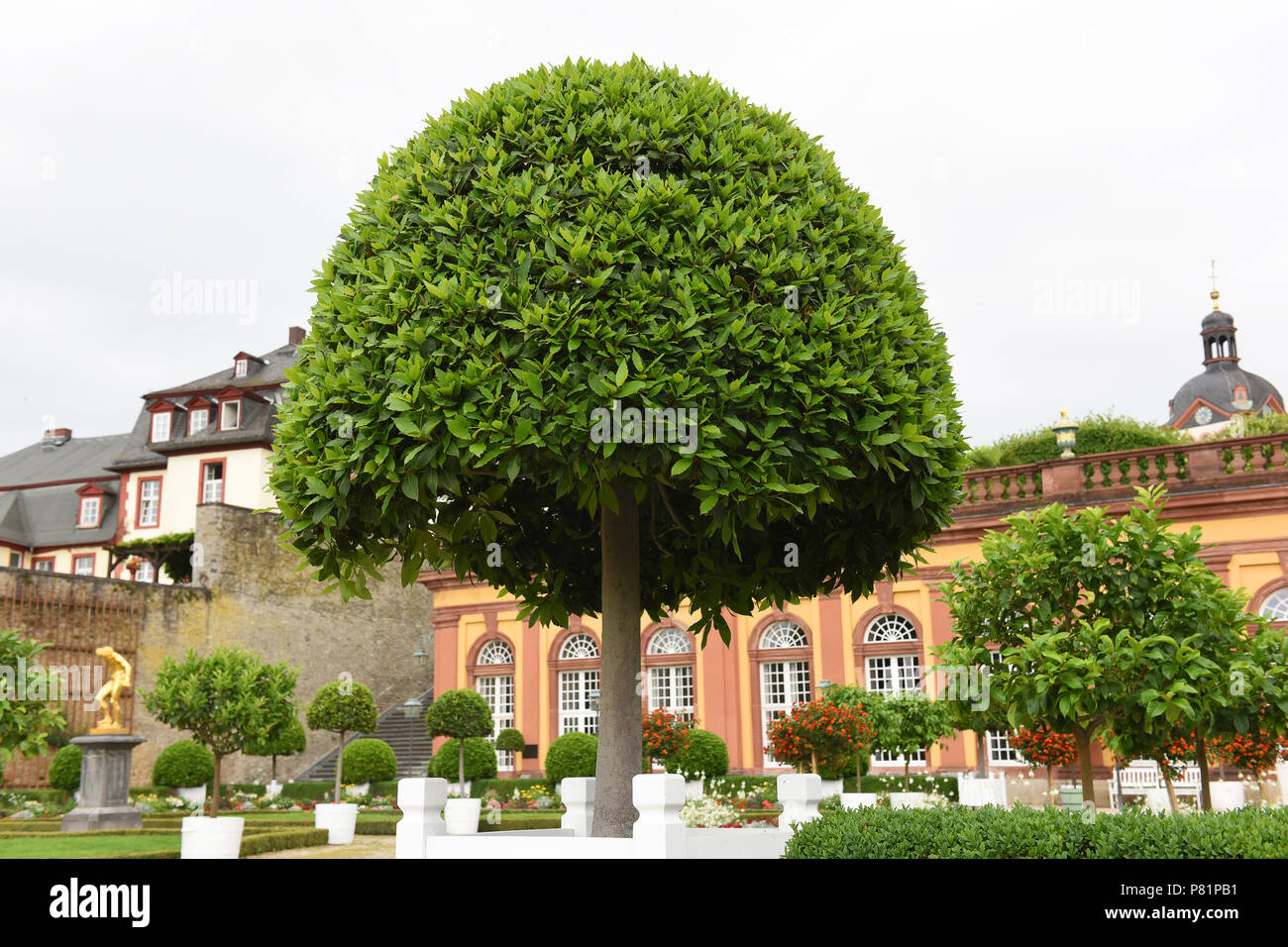 Bay Tree in den Gärten des Schloss in Amorbach In Deutschland Europa Stockfoto