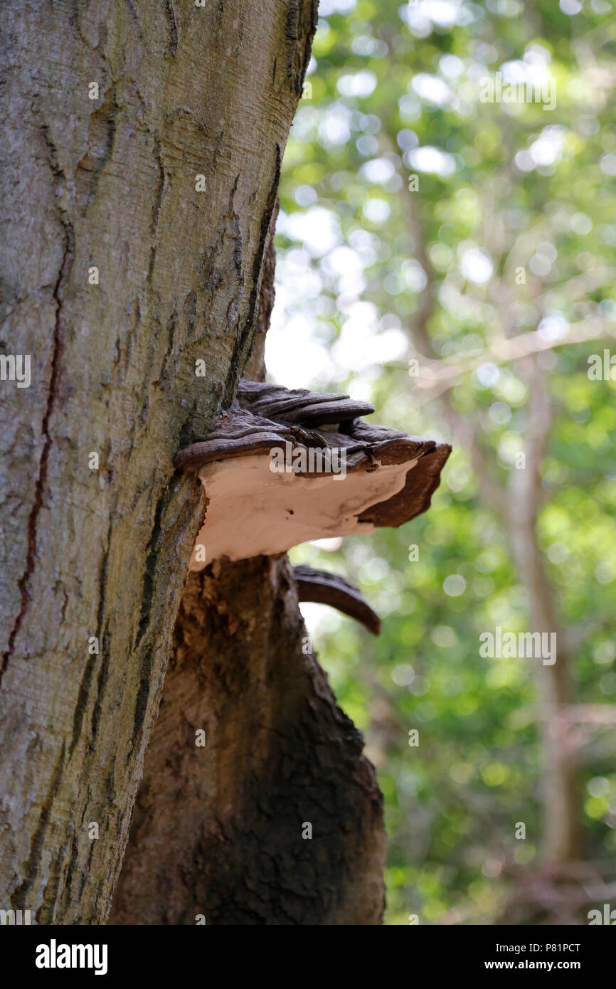 Pilz wächst auf der Seite des Baumes Stockfoto