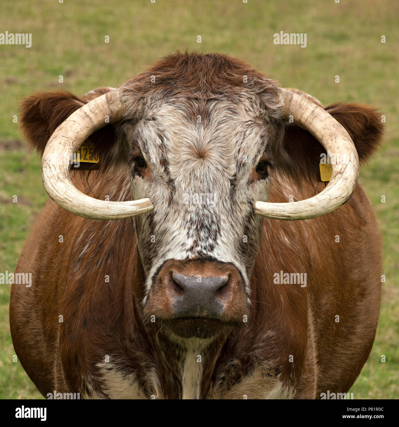 Englisch Longhorn Kuh mit getrimmt Hörner, England, Großbritannien Stockfoto