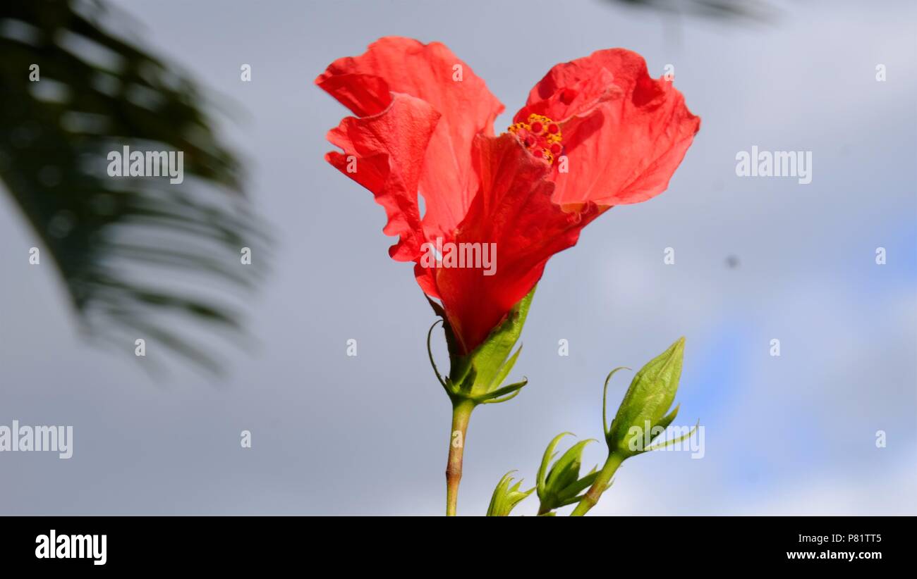 Blumen Stockfoto