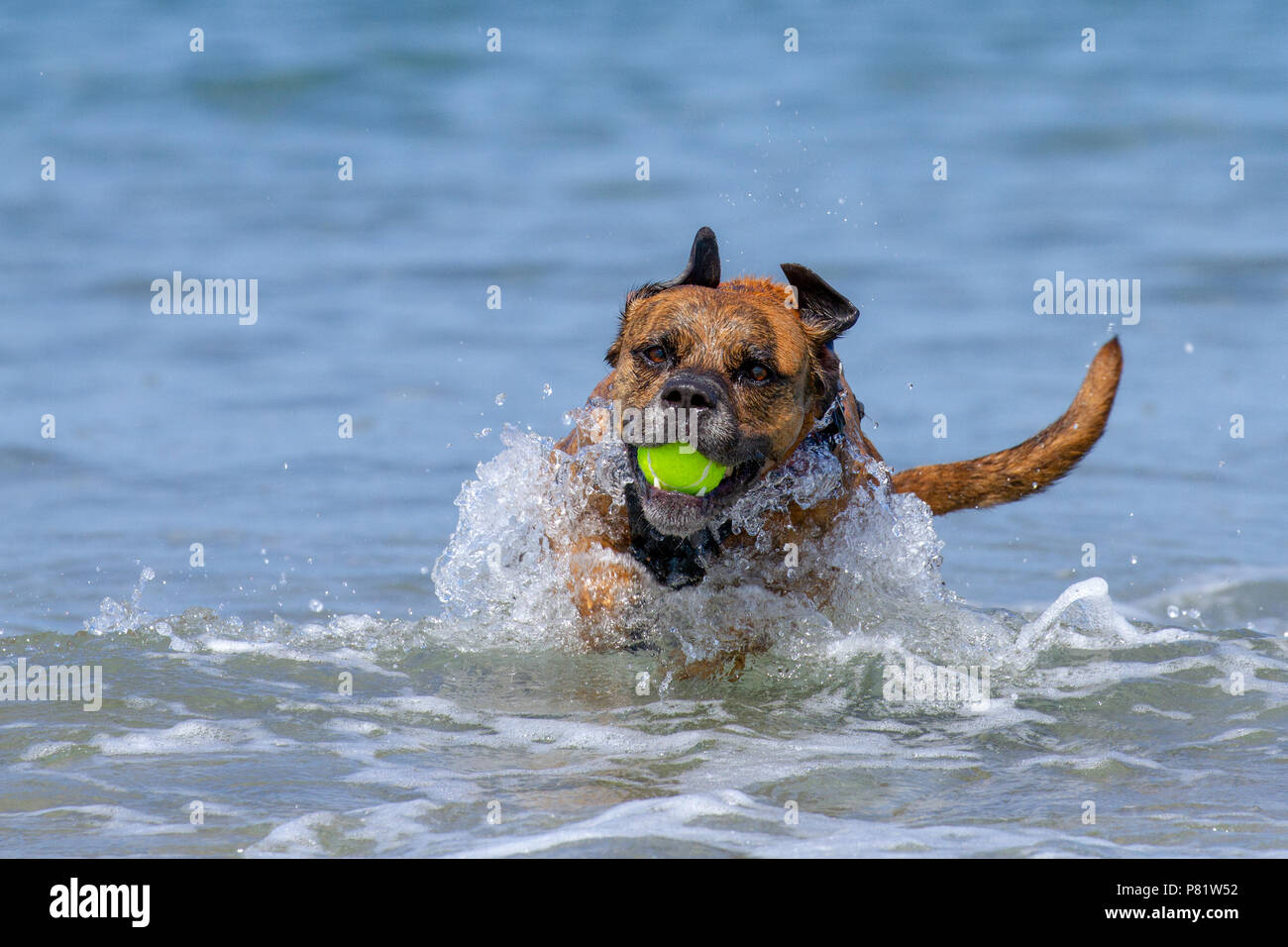 Glücklicher Hund spielen holen auf einer Seaside Sandy Beach, Pembrokeshire, Großbritannien Stockfoto