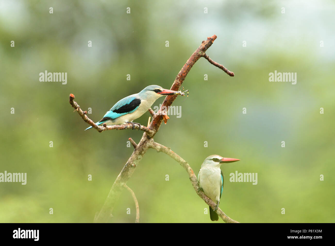 Männliche und weibliche Forest King Fisher essen Fütterung auf Insekt, Kruger Stockfoto