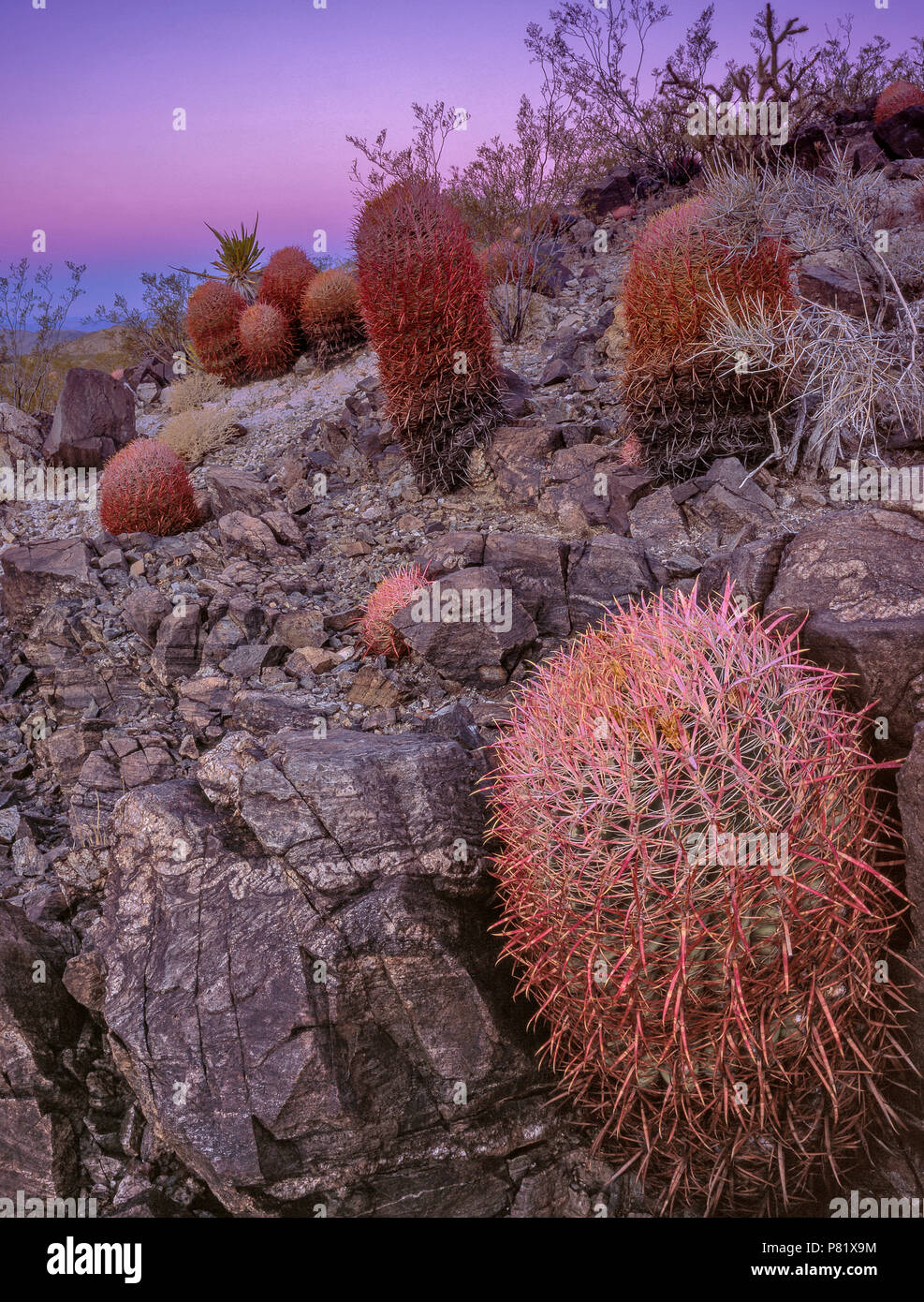 Dawn, Cottontops, Echinocactus polycephalus, Indian Springs, Mojave National Preserve, Kalifornien Stockfoto