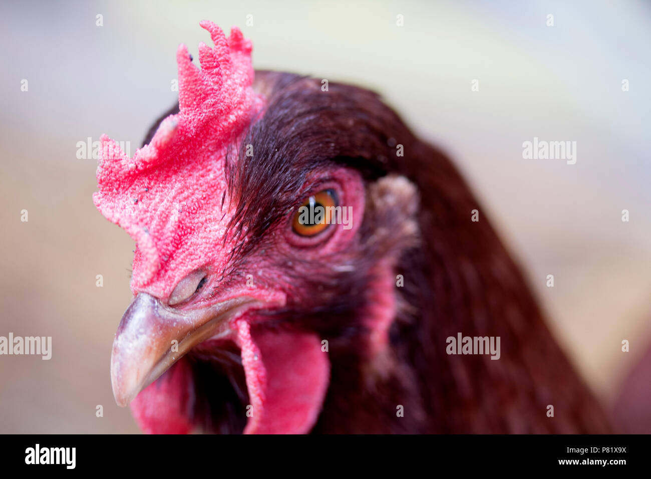 Ruby Huhn Stockfoto