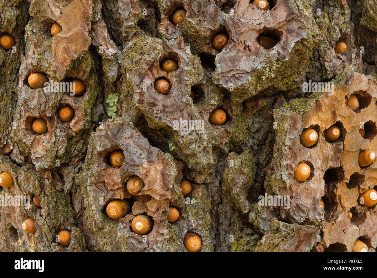 Stash der Acorn Specht, Melanerpes formicivorus, Ponderosa Pine, Acorn Ranch, Yorkville, Mendocino County, Kalifornien Stockfoto