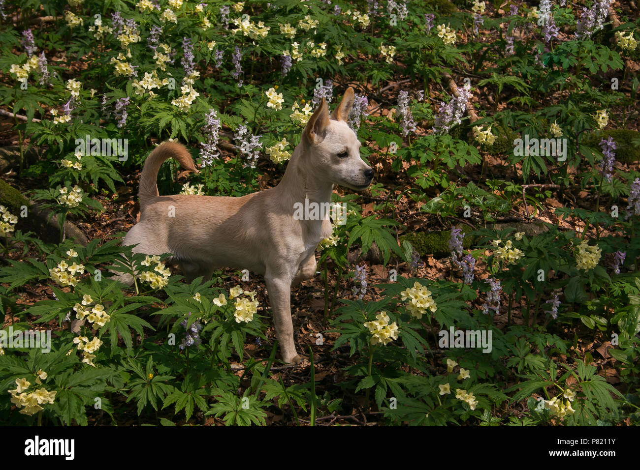 Portrait von Baby weißer Hund in der wilden Blumen des Monte Catria, Marken, Italien Stockfoto