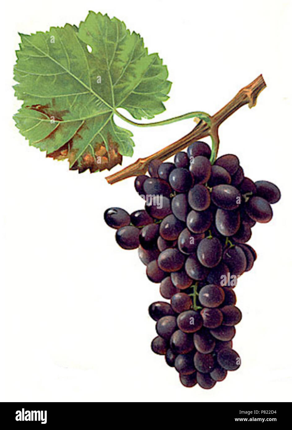 N/A. N/A410 Zitania Stockfoto