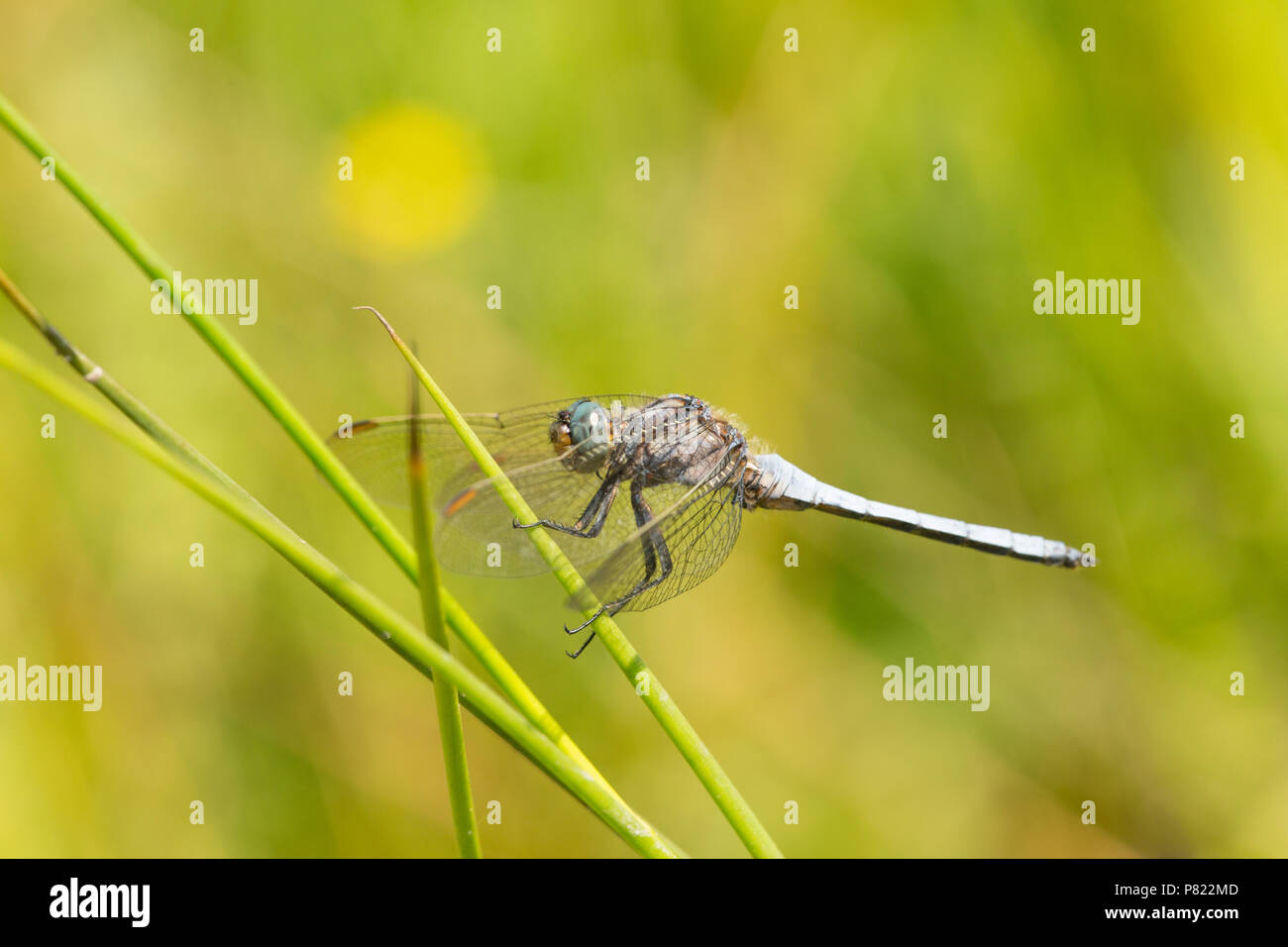 Ein männlicher gekielt Skimmer, Dragonfly, Othetrum coerulescens, rast durch einen Strom in der Neuen Wald während der BRITISCHE Hitzewelle von 2018. Die Gekielt Skimmer favou Stockfoto