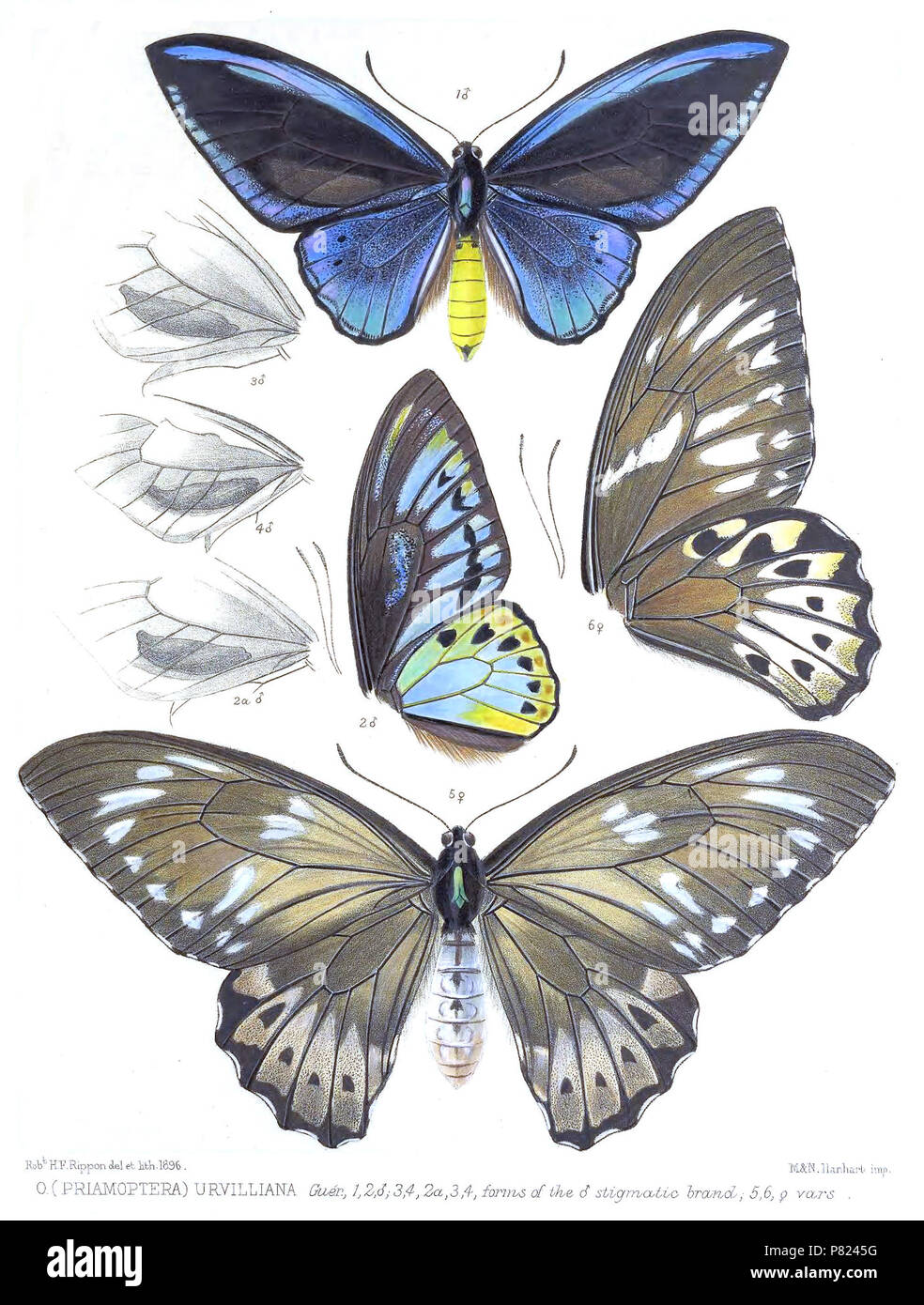 Ornithoptera urvilliana. 1898 296 OrnithopteraUrvilliana 2 Rippon Stockfoto