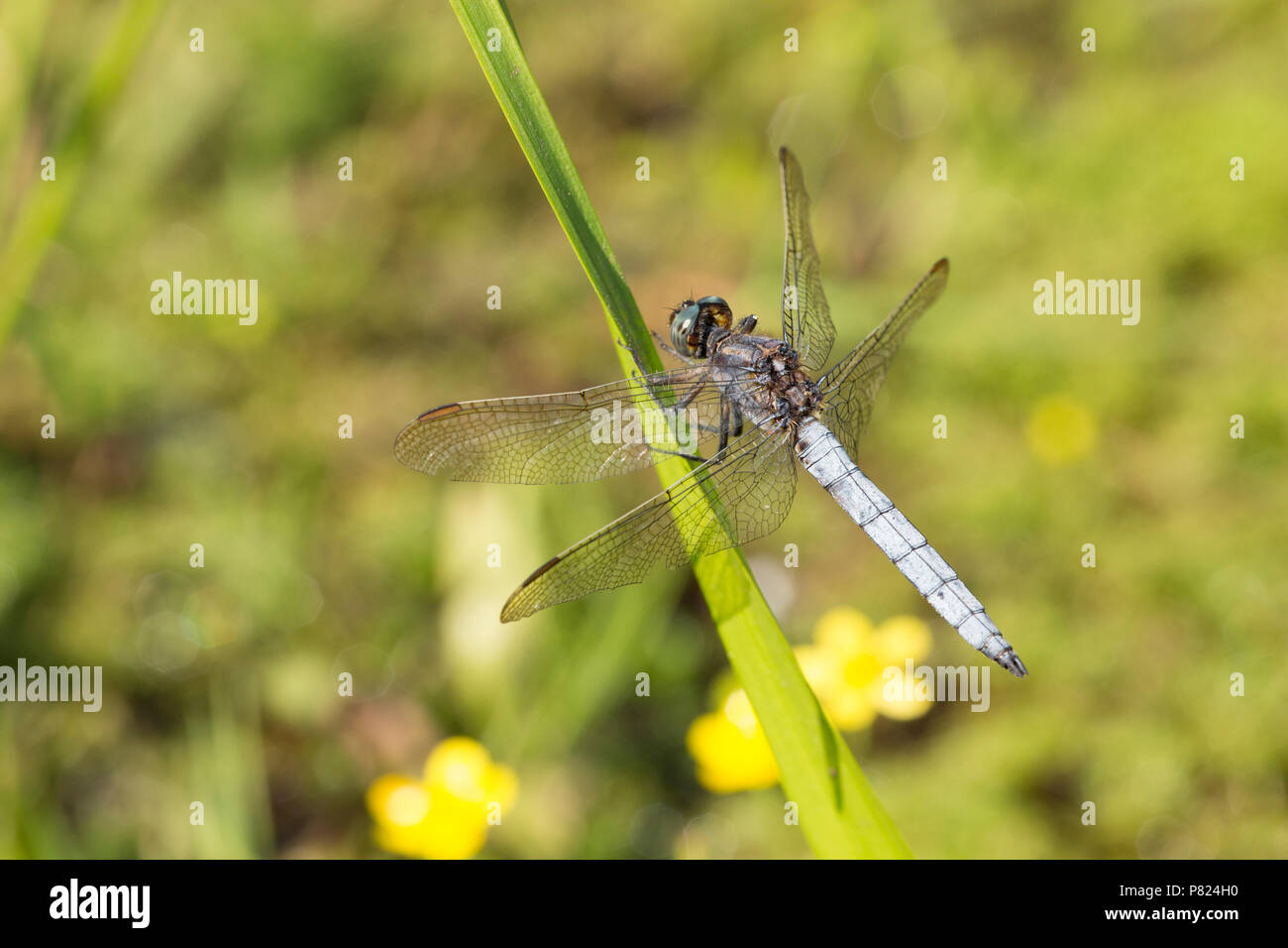 Ein männlicher gekielt Skimmer, Dragonfly, Othetrum coerulescens, rast durch einen Strom in der Neuen Wald während der BRITISCHE Hitzewelle von 2018. Die Gekielt Skimmer favou Stockfoto