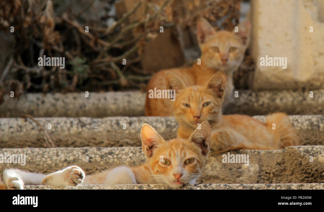 Drei Katzen aus dem Nahen Osten aus dem Libanon Stadt Tyrus im Alten Markt schlafend auf der Treppe ihres Eigentümers für die Mahlzeit der Feindseligkeit zu warten Stockfoto